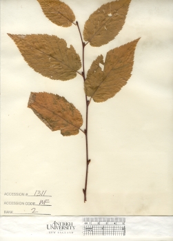 primary herbarium image