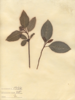 primary herbarium image