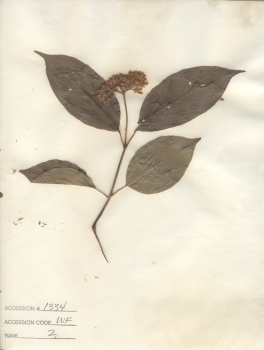 primary herbarium image