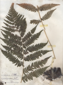 primary herbarium image