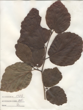 primary herbarium image