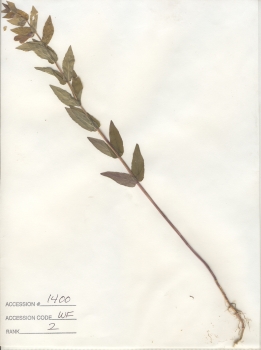 primary herbarium image
