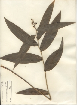 primary herbarium image