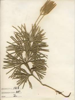 primary herbarium image