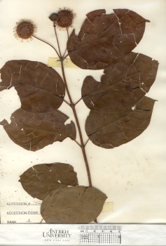primary herbarium image