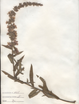 primary herbarium image