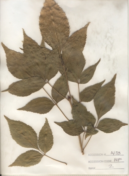 primary herbarium image