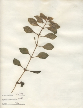 primary herbarium image