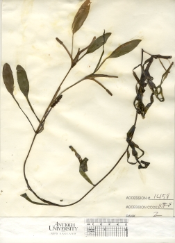 primary herbarium image
