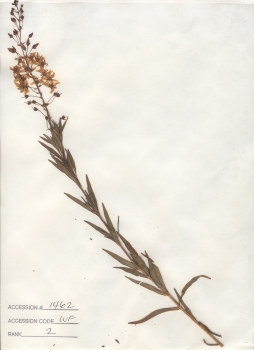 primary herbarium image