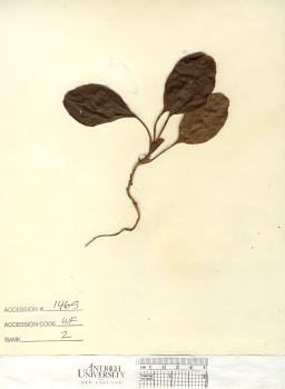 primary herbarium image