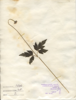 primary herbarium image