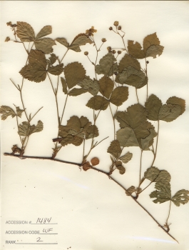 primary herbarium image