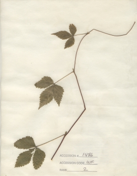primary herbarium image
