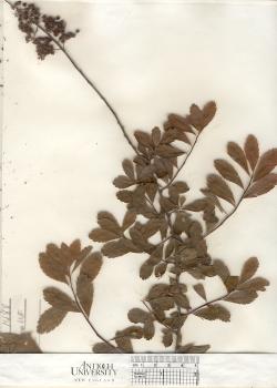 primary herbarium image
