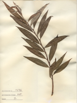 primary herbarium image