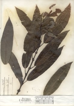 primary herbarium image