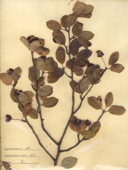 primary herbarium image