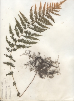 primary herbarium image