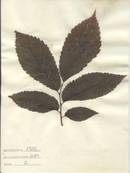 primary herbarium image