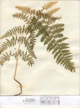 primary herbarium image