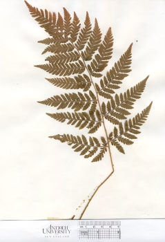 primary herbarium image