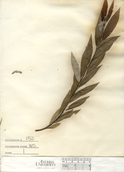 primary herbarium image