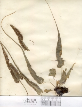 primary herbarium image