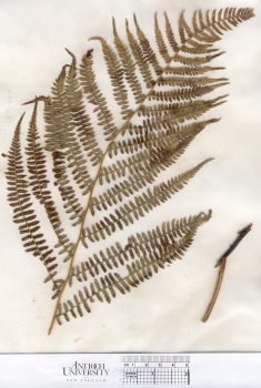 primary herbarium image