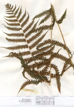 primary herbarium image