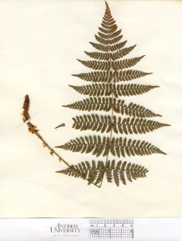 primary herbarium image