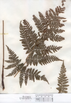 primary herbarium image