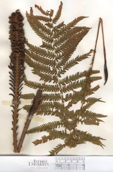 primary herbarium image