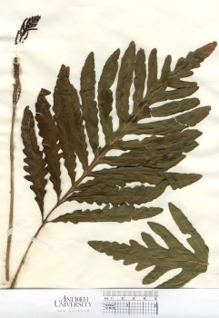 primary herbarium image