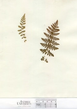 primary herbarium image