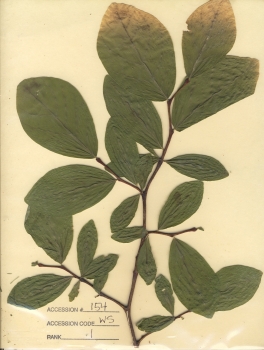 primary herbarium image