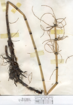 primary herbarium image