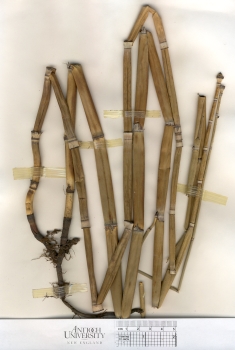 primary herbarium image