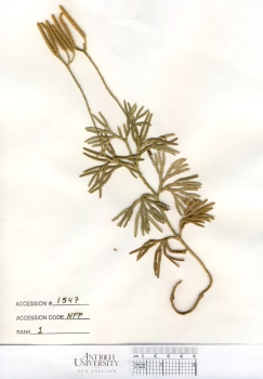 primary herbarium image