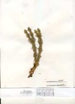 primary herbarium image