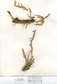 primary herbarium image