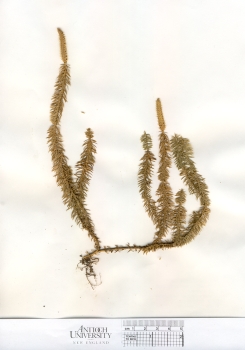 primary herbarium image