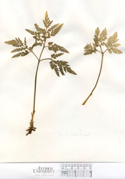 primary herbarium image