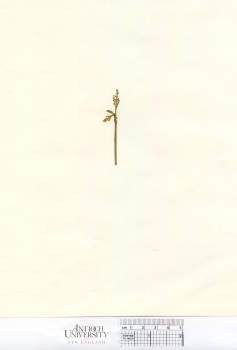 primary herbarium image
