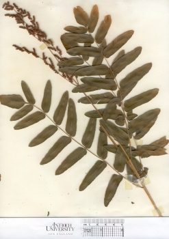 primary herbarium image