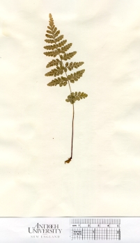 primary herbarium image