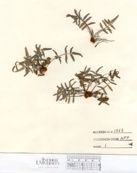 primary herbarium image
