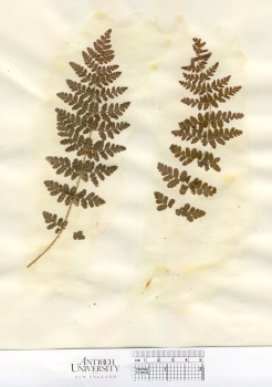 primary herbarium image