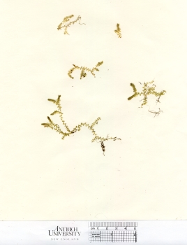 primary herbarium image