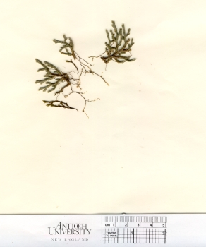 primary herbarium image
